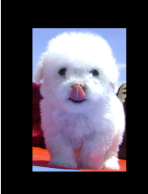 MASCOTICAS CANINAS FRENCH POODLE MINITOY WHITE BLANCAS