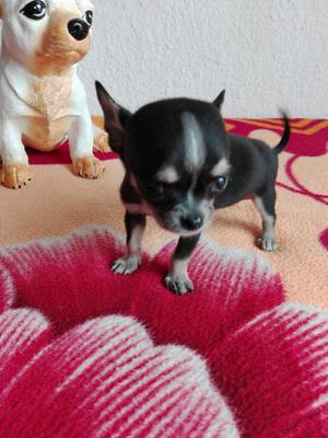 Machito Chihuahua Súper Bolsillero