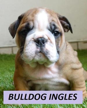 PERRITAS BULLDOG INGLES EN VENTA!!!!!!!