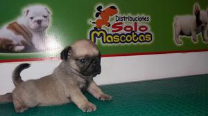 PUG PATITAS CORTAS CARLINO en venta 