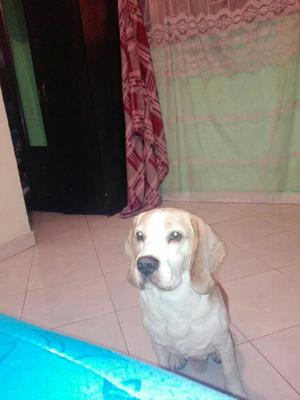 Perro Beagle en Adopcion