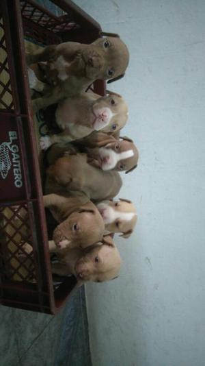 Pitbull Cachorros Silver Fwan,red Nouse