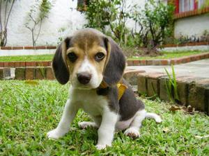 Preciosos Cachorros Beagle