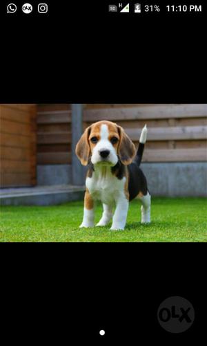 Resibo en Adopcion Un Cachorro Beagle