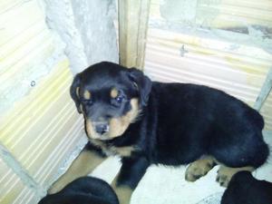 Rottweiler Regalo