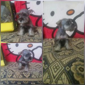 Schnauzer Mini Hembra Y Macho