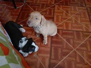 Se Vende Cachorro Pitbull Negro