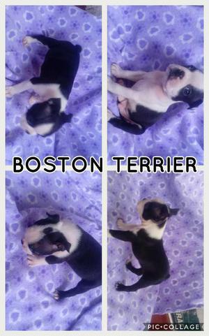 Se venden perritos Boston terrier