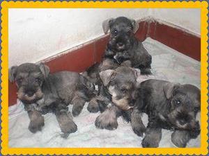 TIENDA DE MASCOTAS VENDE SCHNAUZER Y MAS RAZAS***