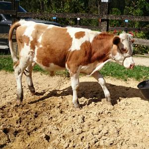Ternero Simmental 8 Meses Hijo Wille