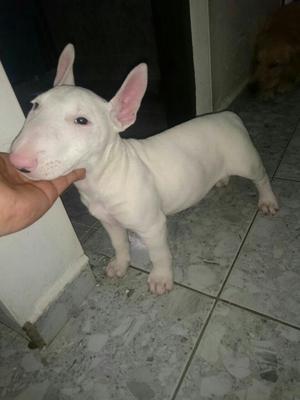 Vendo Bull Terrier