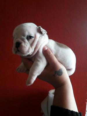 Vendo Cachorros Bulldog Ingles