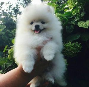 Vendo Perritos Pomerania Pequeños