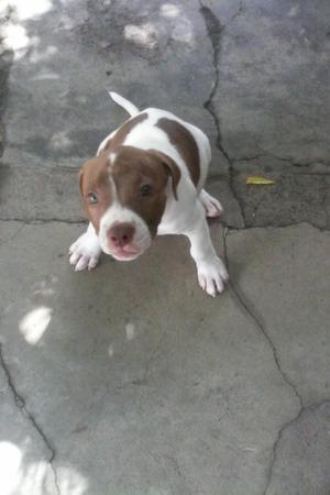 Vendo Pitbull America Bully 2 Meses