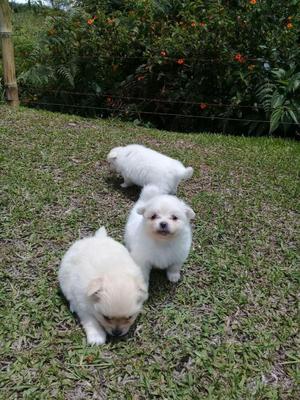 Vendo espectaculares pomerania blanco Disponibles MACHOS Y