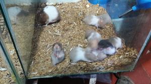 Venta de Hamsters