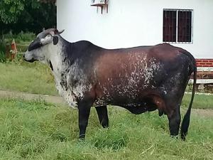 Venta de Vacas Guirolandas