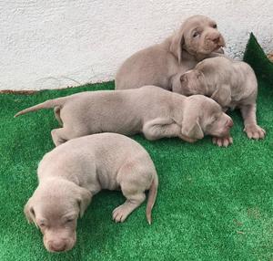 WEIMARANE HERMOSOS CACHORROS MAS RAZAS