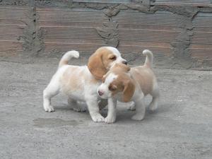 cachorros en venta beagle limon