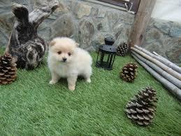 cachorros pomeranias lulu en venta