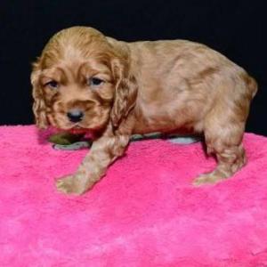 hermosos cachorros cocker spaniel