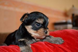 hermosos cachorros yorkshire en venta