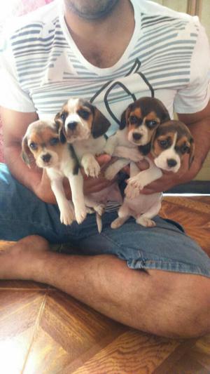 Beagles Mini Hembras Y Machos