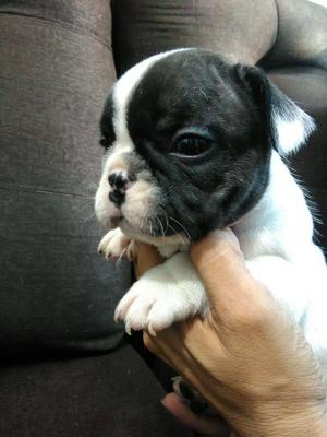 Bulldog frances macho hijo de padre registrado