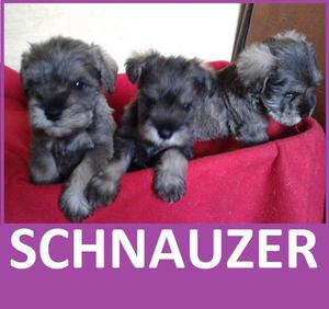 CAMADA DE SCHNAUZER EN VENTA DE MES Y MEDIO***