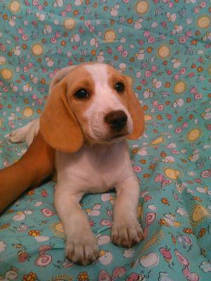 Hermosos Beagle Limon