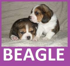 PET SHOP OFRECE EN VENTA BEAGLE CACHORROS°°°°cali