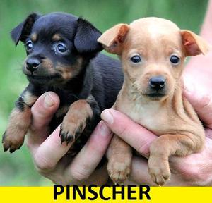 PINSCHER DORADA HEMBRA STANDART