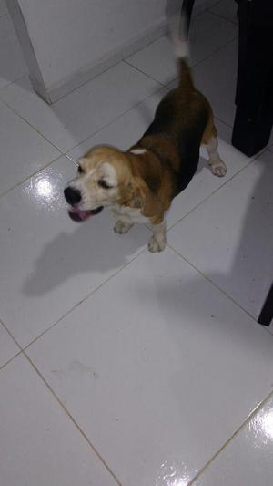 Perro Beagle Busca Novia