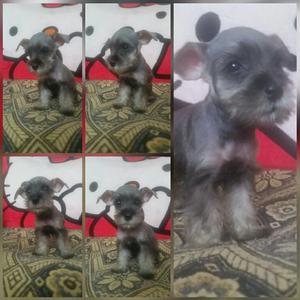 Schnauzer Mini Hembra Y Macho