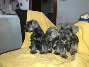 Schnauzer mini sal y pimienta