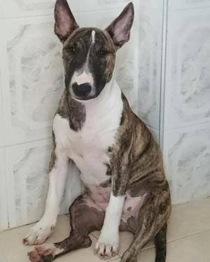 Se Regala Bull Terrier de 6 Meses