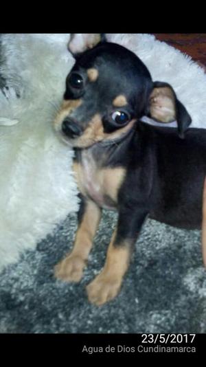 Se Vende Perrita Pinscher