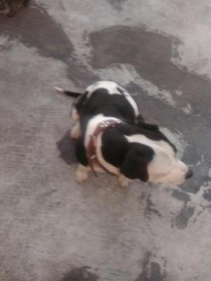 Se Vende Una Pitbull