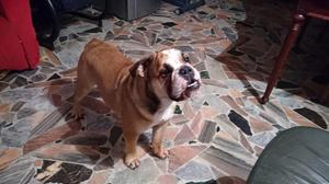 Vendo Bulldog Ingles De10 Meses,bogota