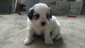 Vendo Chachorro Shih Tzu