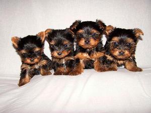 cachorros yorkshire miniatura en venta