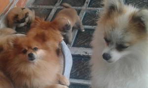 pomeranios ORIGINALES,,