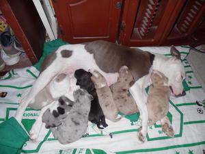 se venden perros pitbull american stanford tel: 