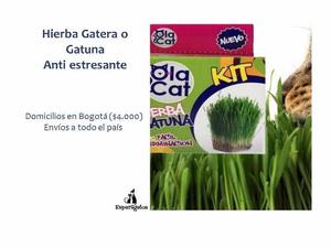 Hierba Gatera O Gatuna, Pasto Anti-estresante Para Gatos