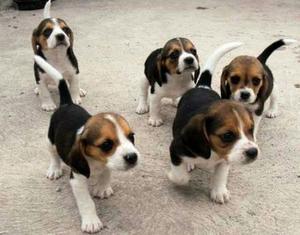 Beagle Mini