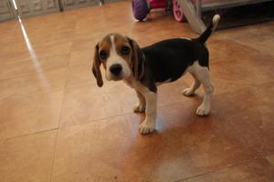 Beagle tricolor de 2 meses hembra.