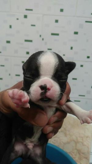 Boston Terrier