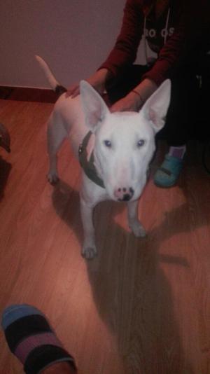 Bull Terrier 8 Meses