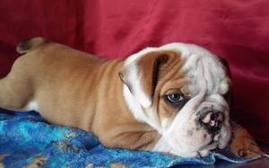 Bulldog Ingles Cachorro