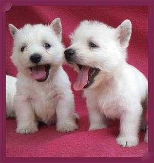 CACHORROS WESTHY TERRIER EN VENTA***